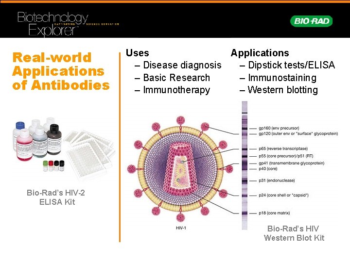 Real-world Applications of Antibodies Uses Applications – Disease diagnosis – Dipstick tests/ELISA – Basic