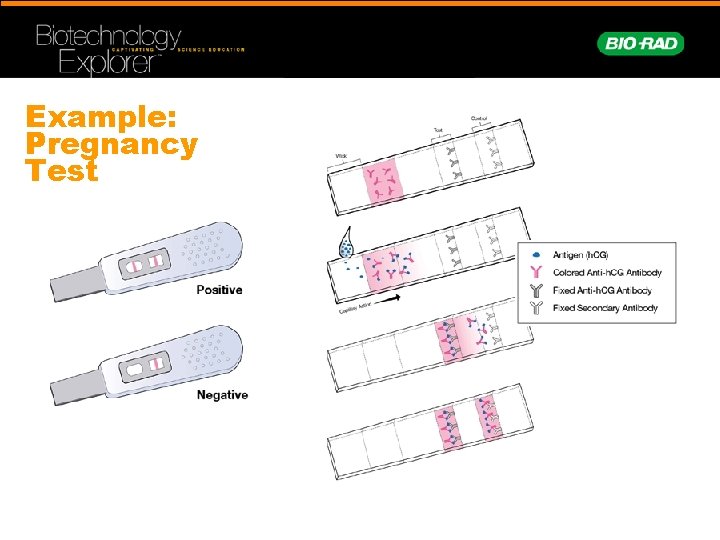 Example: Pregnancy Test 