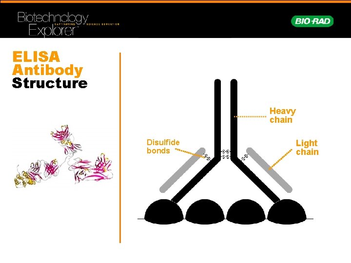 ELISA Antibody Structure Heavy chain Disulfide bonds Light chain 