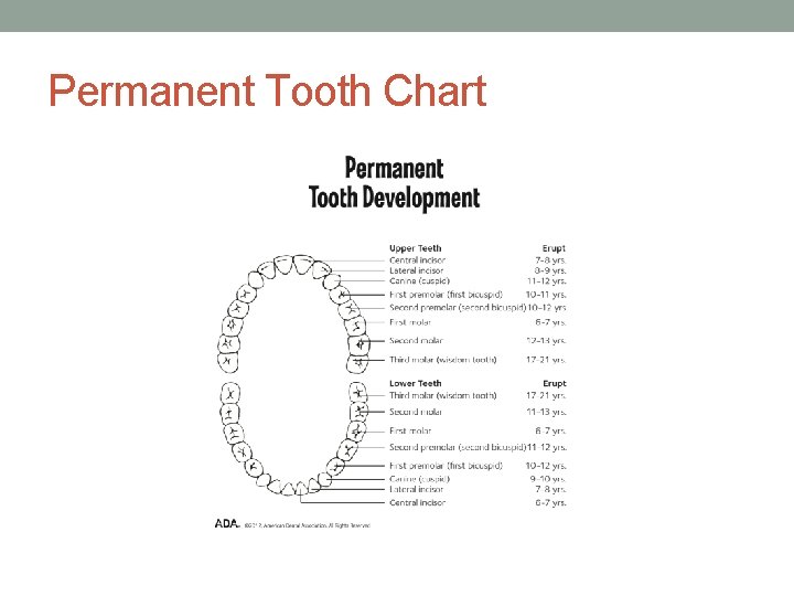 Permanent Tooth Chart 