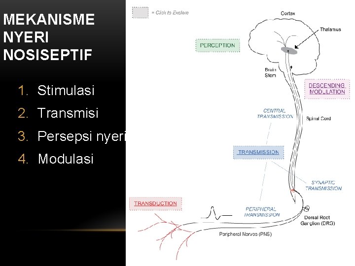 MEKANISME NYERI NOSISEPTIF 1. Stimulasi 2. Transmisi 3. Persepsi nyeri 4. Modulasi 