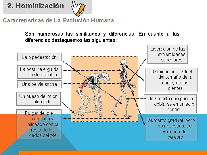 2. Hominización Características de La Evolución Humana Son numerosas las similitudes y diferencias. En