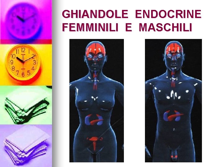 GHIANDOLE ENDOCRINE FEMMINILI E MASCHILI 