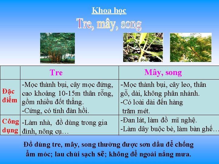 Khoa học Tre Mây, song -Mọc thành bụi, cây mọc đứng, Đặc cao khoảng