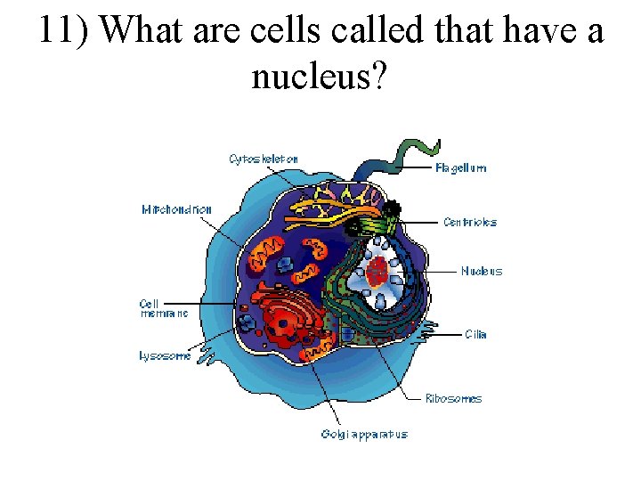 11) What are cells called that have a nucleus? 11) What are cells called that have a nucleus?
