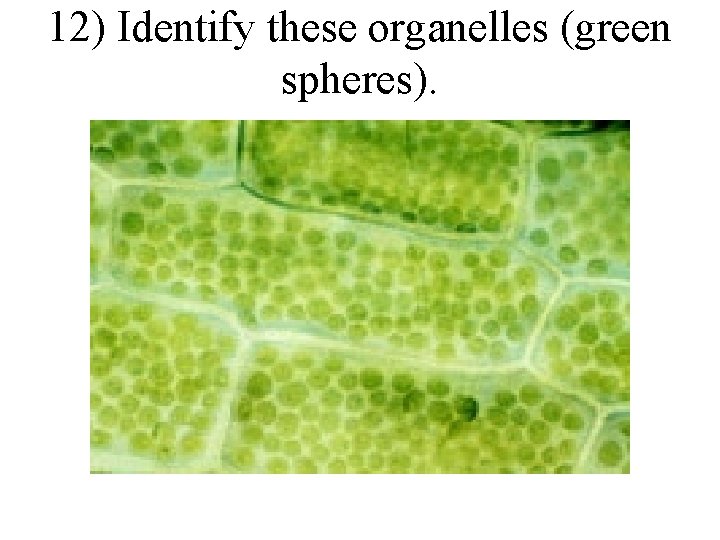 12) Identify these organelles (green spheres). 