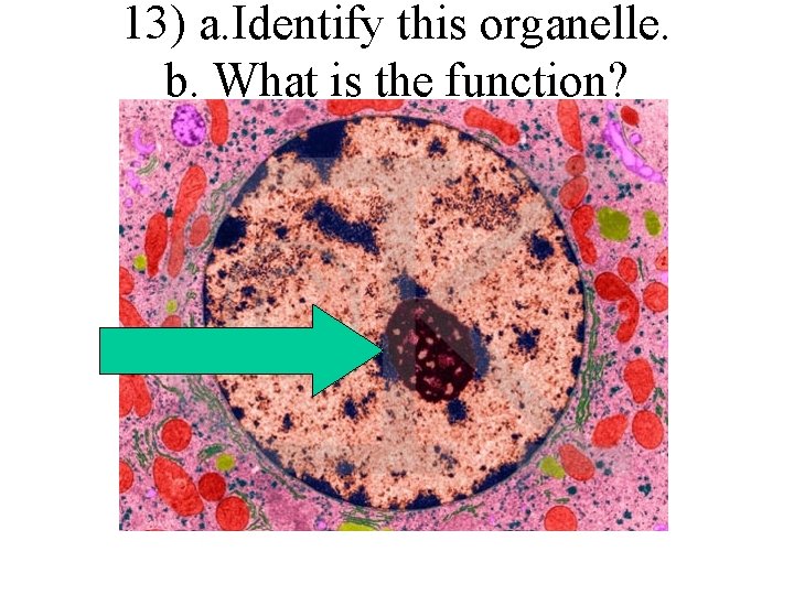 13) a. Identify this organelle. b. What is the function? 