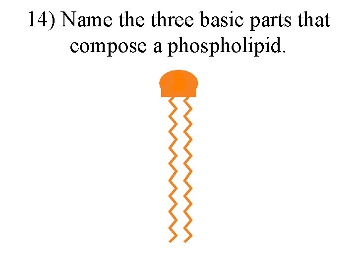 14) Name three basic parts that compose a phospholipid. 
