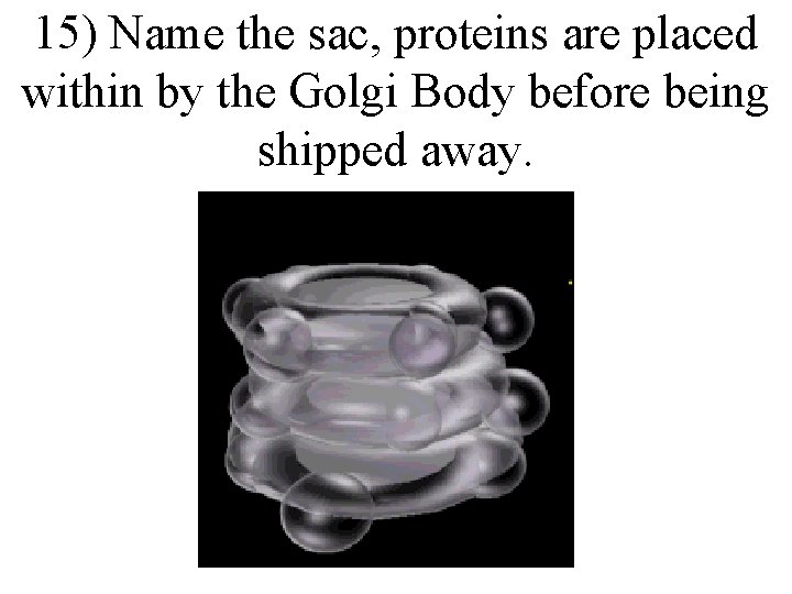 15) Name the sac, proteins are placed within by the Golgi Body before being