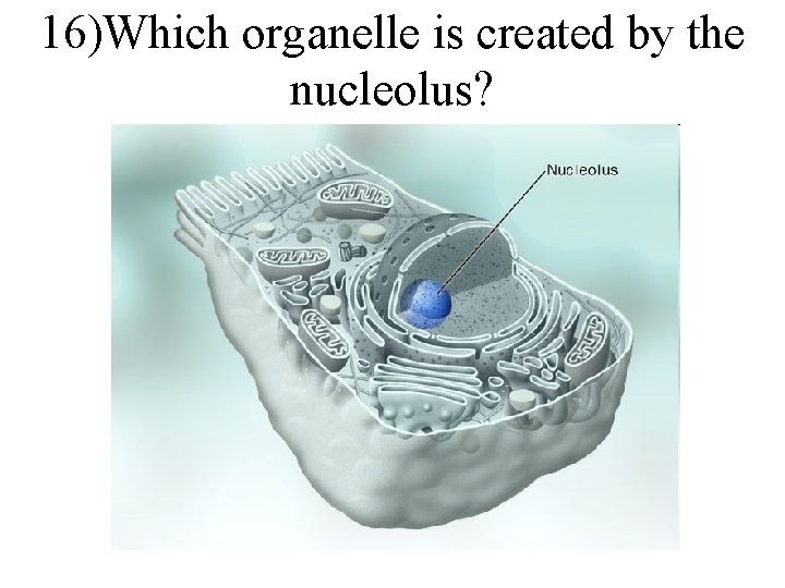 16)Which organelle is created by the nucleolus? 