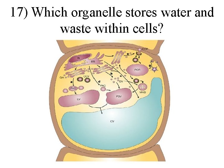 17) Which organelle stores water and waste within cells? 17) Which organelle stores water and waste within cells?