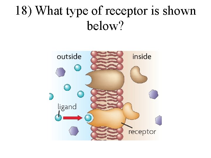 18) What type of receptor is shown below? 