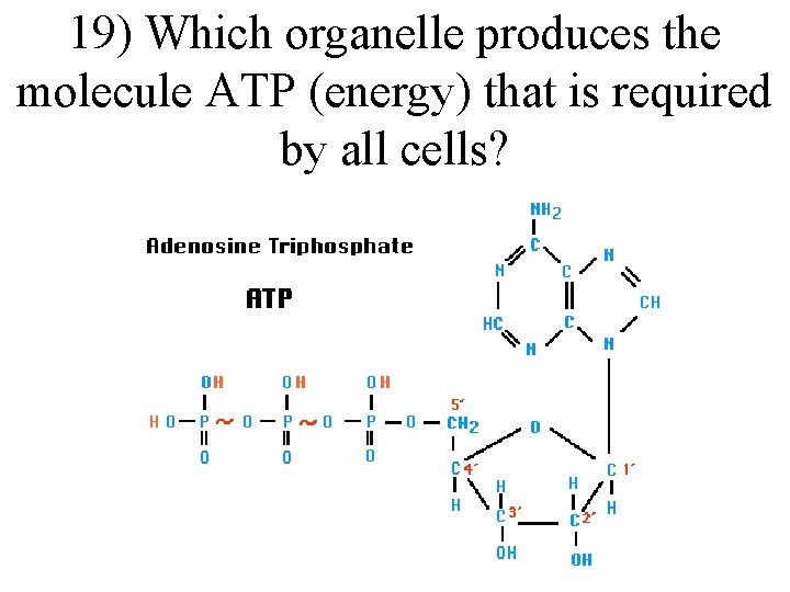 19) Which organelle produces the molecule ATP (energy) that is required by all cells?