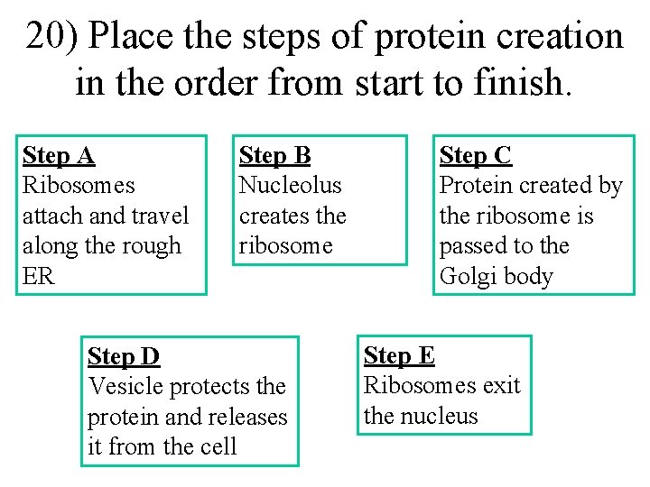 20) Place the steps of protein creation in the order from start to finish. 20) Place the steps of protein creation in the order from start to finish.