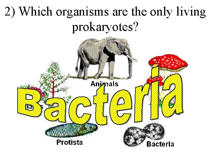 2) Which organisms are the only living prokaryotes? 