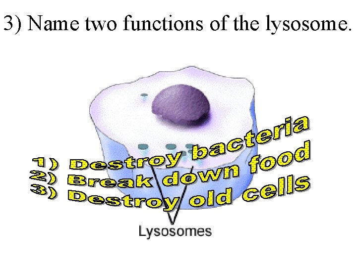 3) Name two functions of the lysosome. 