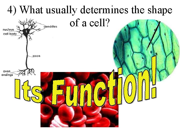 4) What usually determines the shape of a cell? 
