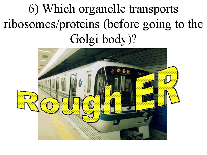 6) Which organelle transports ribosomes/proteins (before going to the Golgi body)? 