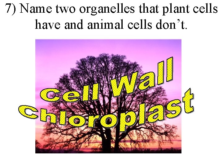 7) Name two organelles that plant cells have and animal cells don’t. 