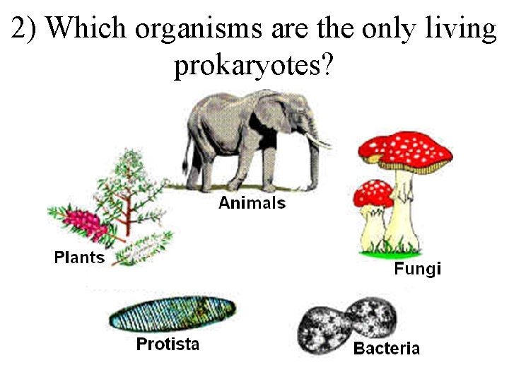 2) Which organisms are the only living prokaryotes? 