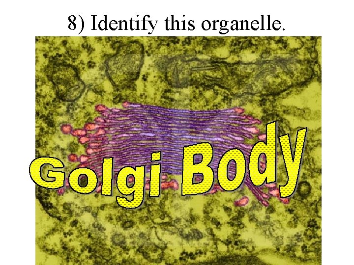 8) Identify this organelle. 