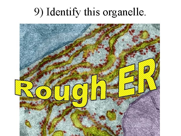 9) Identify this organelle. 