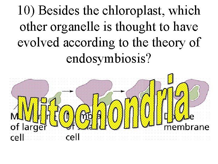 10) Besides the chloroplast, which other organelle is thought to have evolved according to