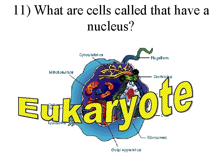 11) What are cells called that have a nucleus? 