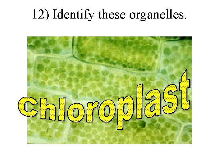 12) Identify these organelles. 