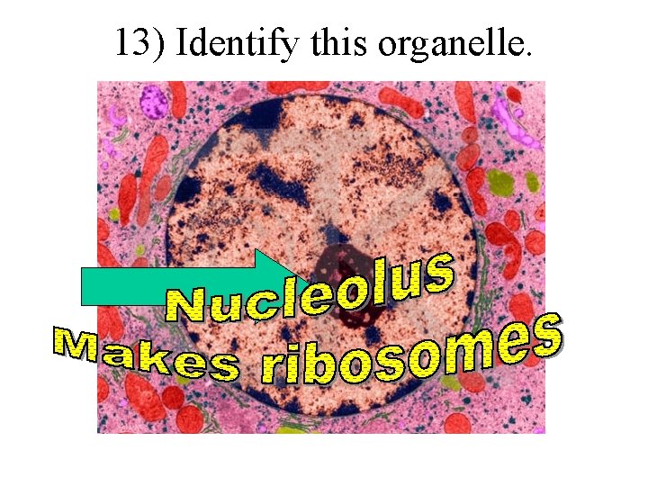 13) Identify this organelle. 