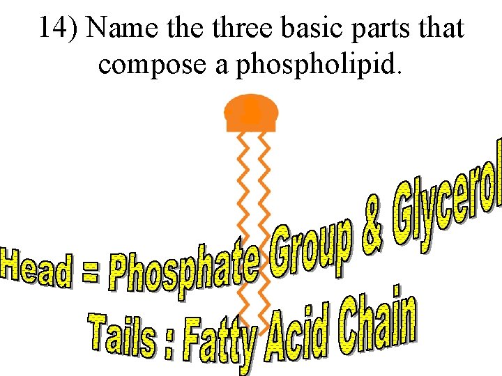 14) Name three basic parts that compose a phospholipid. 
