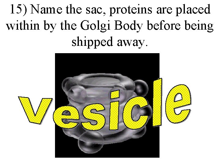 15) Name the sac, proteins are placed within by the Golgi Body before being