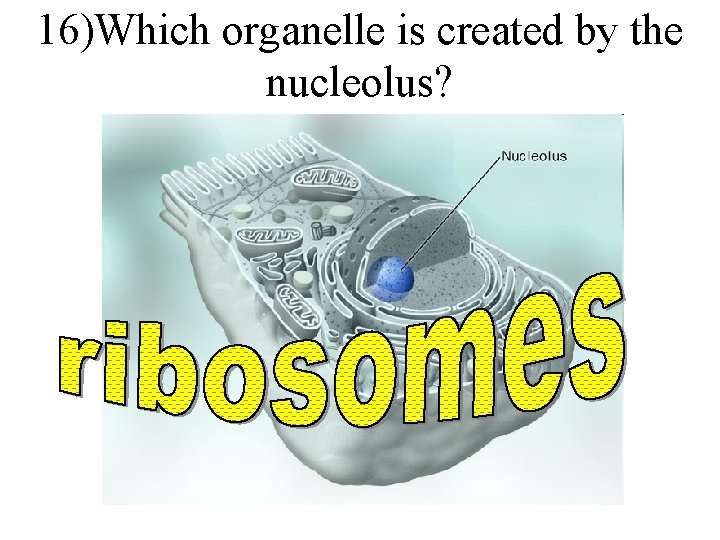 16)Which organelle is created by the nucleolus? 