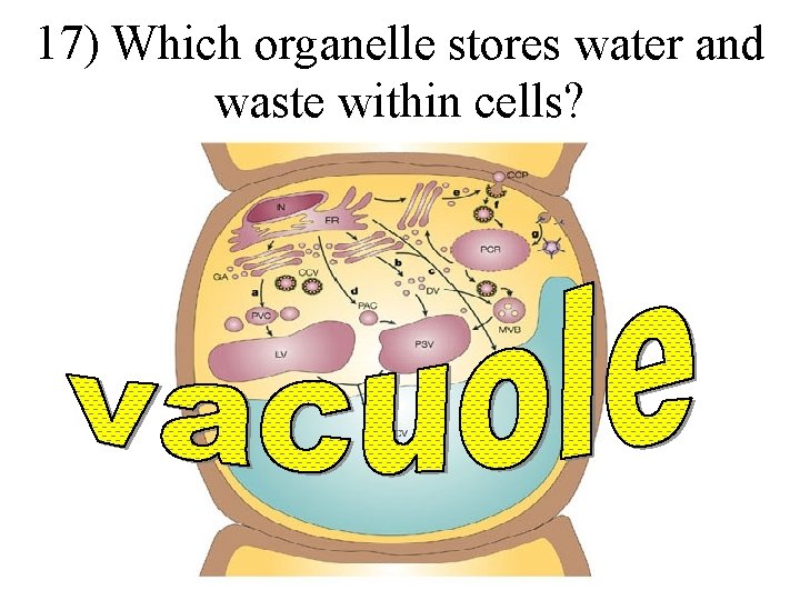 17) Which organelle stores water and waste within cells? 