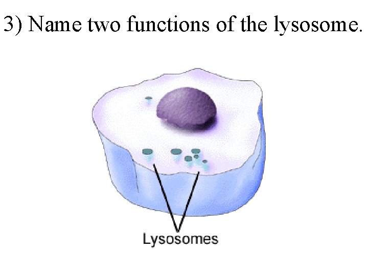 3) Name two functions of the lysosome. 