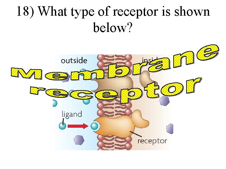 18) What type of receptor is shown below? 