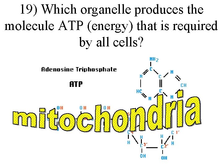 19) Which organelle produces the molecule ATP (energy) that is required by all cells? 19) Which organelle produces the molecule ATP (energy) that is required by all cells?
