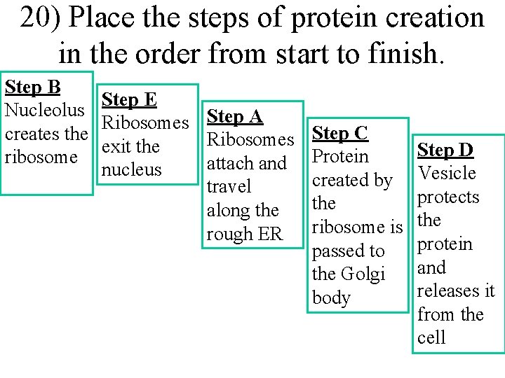 20) Place the steps of protein creation in the order from start to finish.