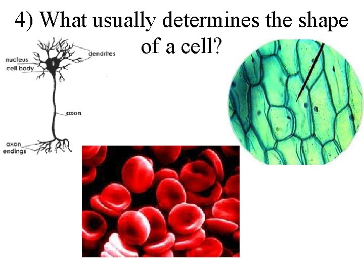 4) What usually determines the shape of a cell? 