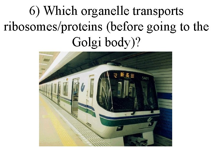 6) Which organelle transports ribosomes/proteins (before going to the Golgi body)? 