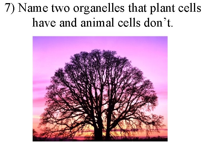 7) Name two organelles that plant cells have and animal cells don’t. 