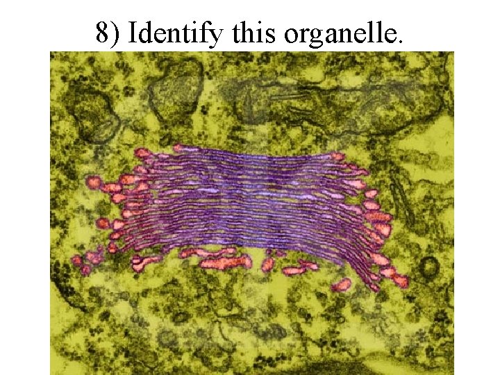 8) Identify this organelle. 