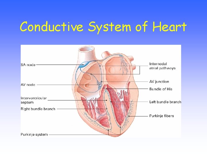 Conductive System of Heart 