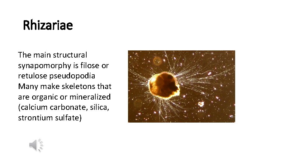 Rhizariae The main structural synapomorphy is filose or retulose pseudopodia Many make skeletons that