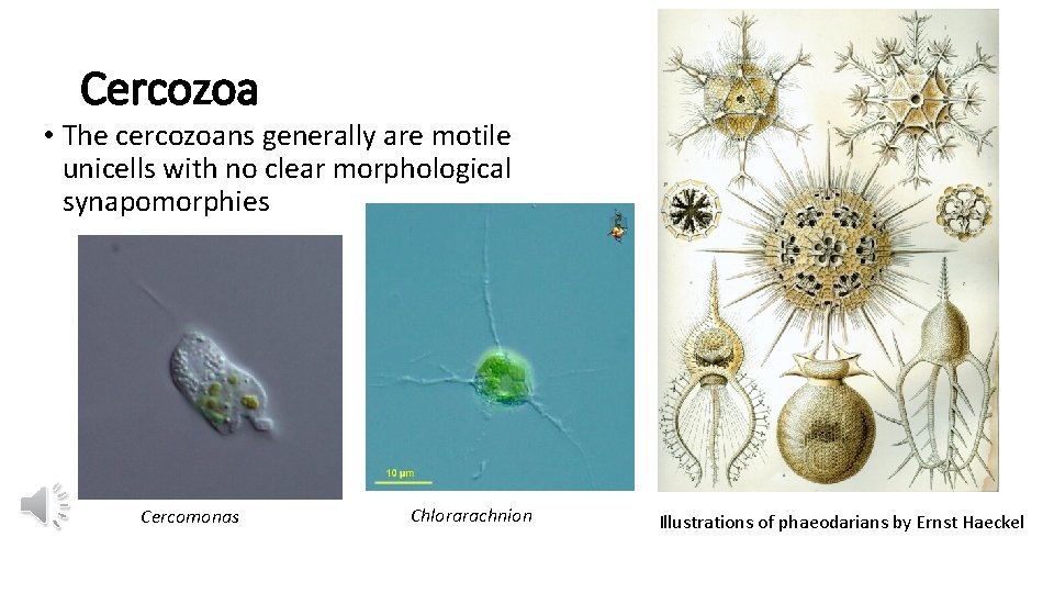 Cercozoa • The cercozoans generally are motile unicells with no clear morphological synapomorphies Cercomonas
