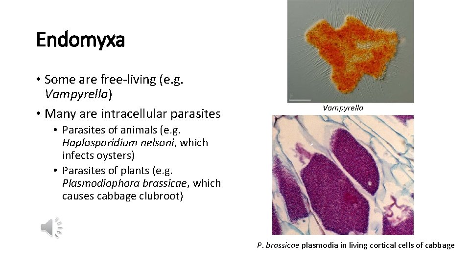 Endomyxa • Some are free-living (e. g. Vampyrella) • Many are intracellular parasites Vampyrella