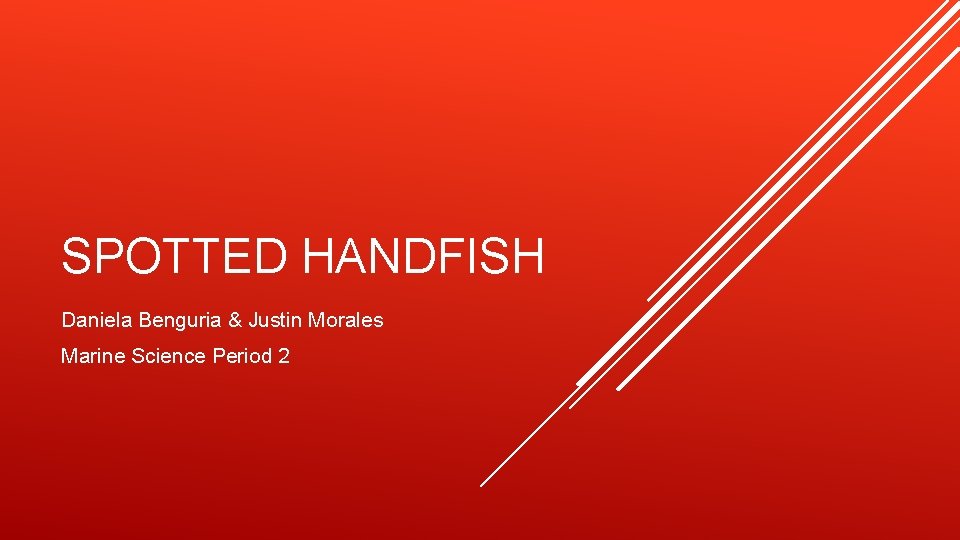 SPOTTED HANDFISH Daniela Benguria & Justin Morales Marine Science Period 2 