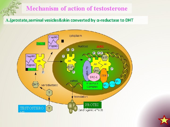 Mechanism of action of testosterone A. (prostate, seminal vesicles&skin converted by α-reductase to DHT