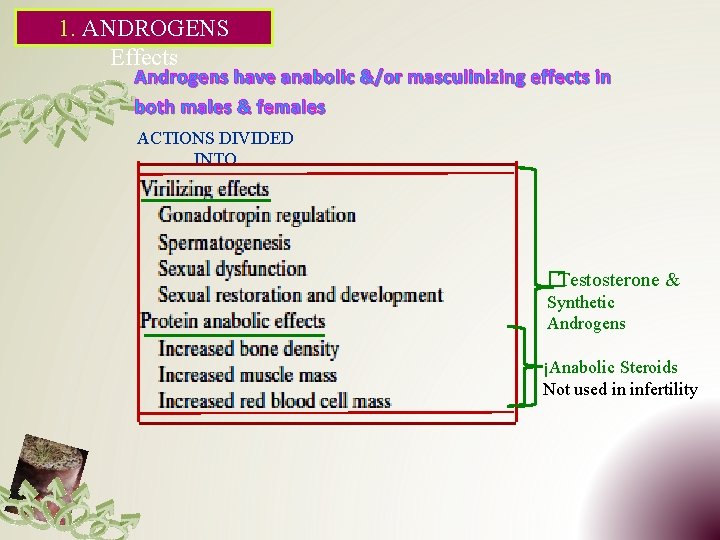 1. ANDROGENS Effects Androgens have anabolic &/or masculinizing effects in both males & females