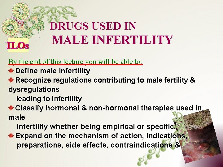 DRUGS USED IN ILOs MALE INFERTILITY By the end of this lecture you will